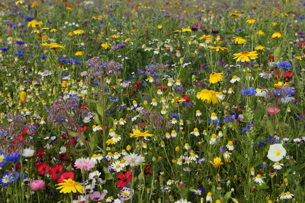 Wildblumenwiese © Thoms Quack, qphotomania - Fotolia