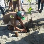 Mangrovengürtel © TreesForTheFuture